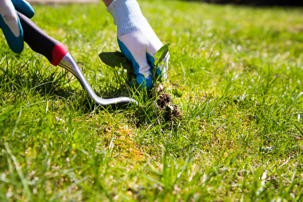 A garden gloved hand manually pulls a weed from the grass with the help of a weed pulling tool in Greenwood Lawn Care Bend Oregon